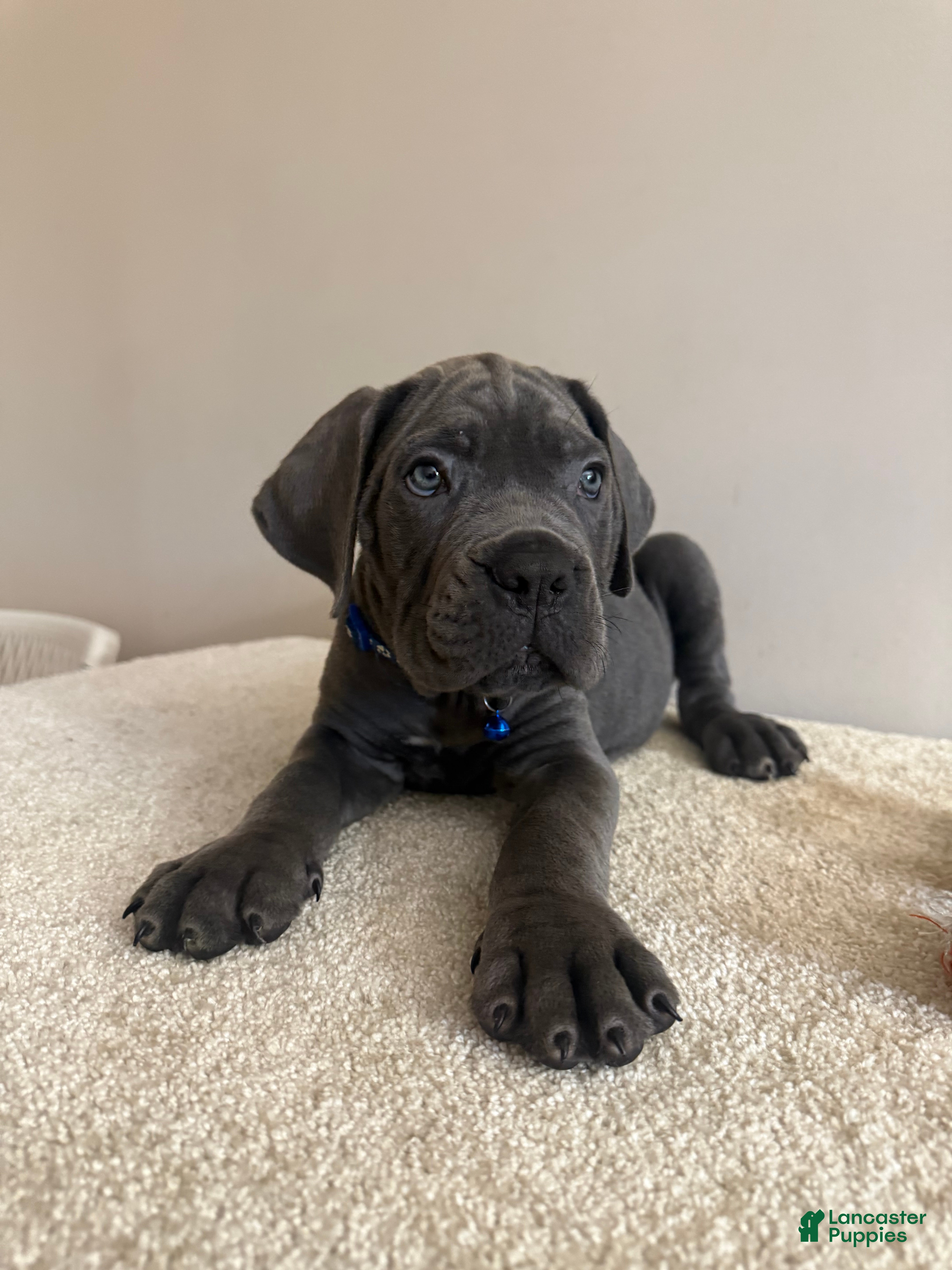 Cane Corso dogs Thor  - Ad 1
