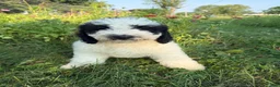 Bernedoodle dogs for sale: Duckie - Ad 3