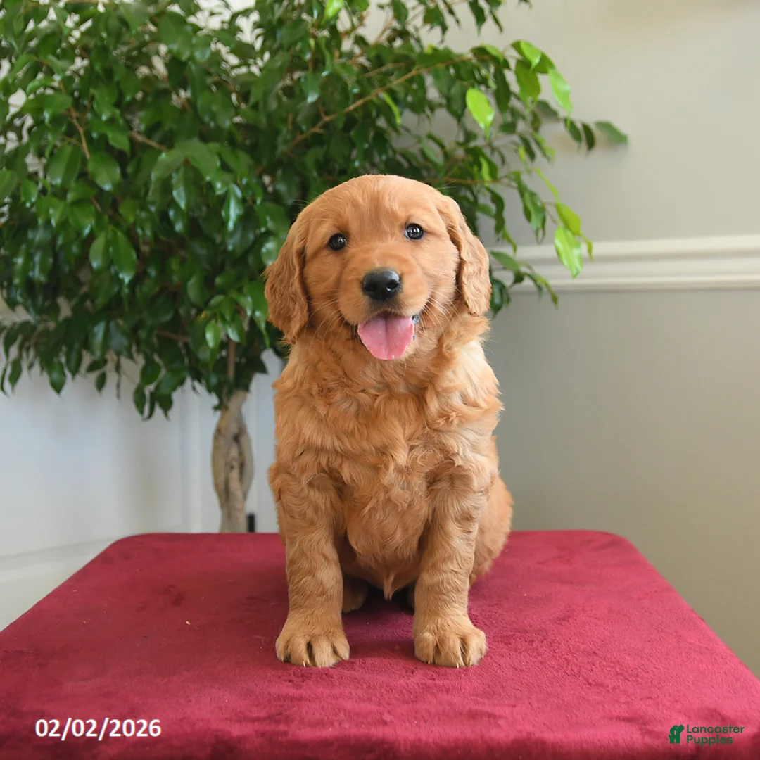 Golden Retriever dogs for sale: Starburst - Ad 4