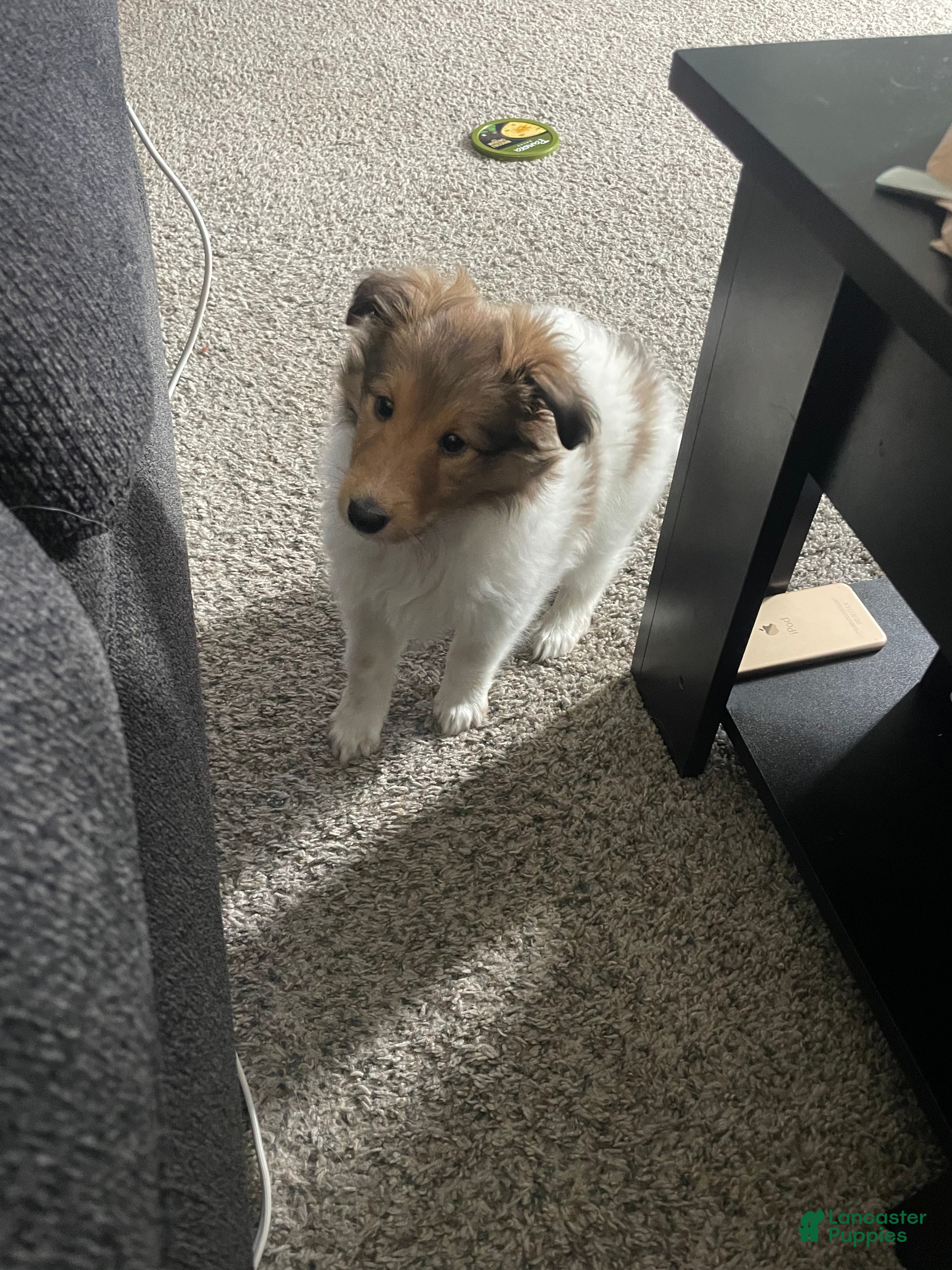 Shetland Sheepdog dogs Shetland Sheepdog Puppy 1 - Ad 25