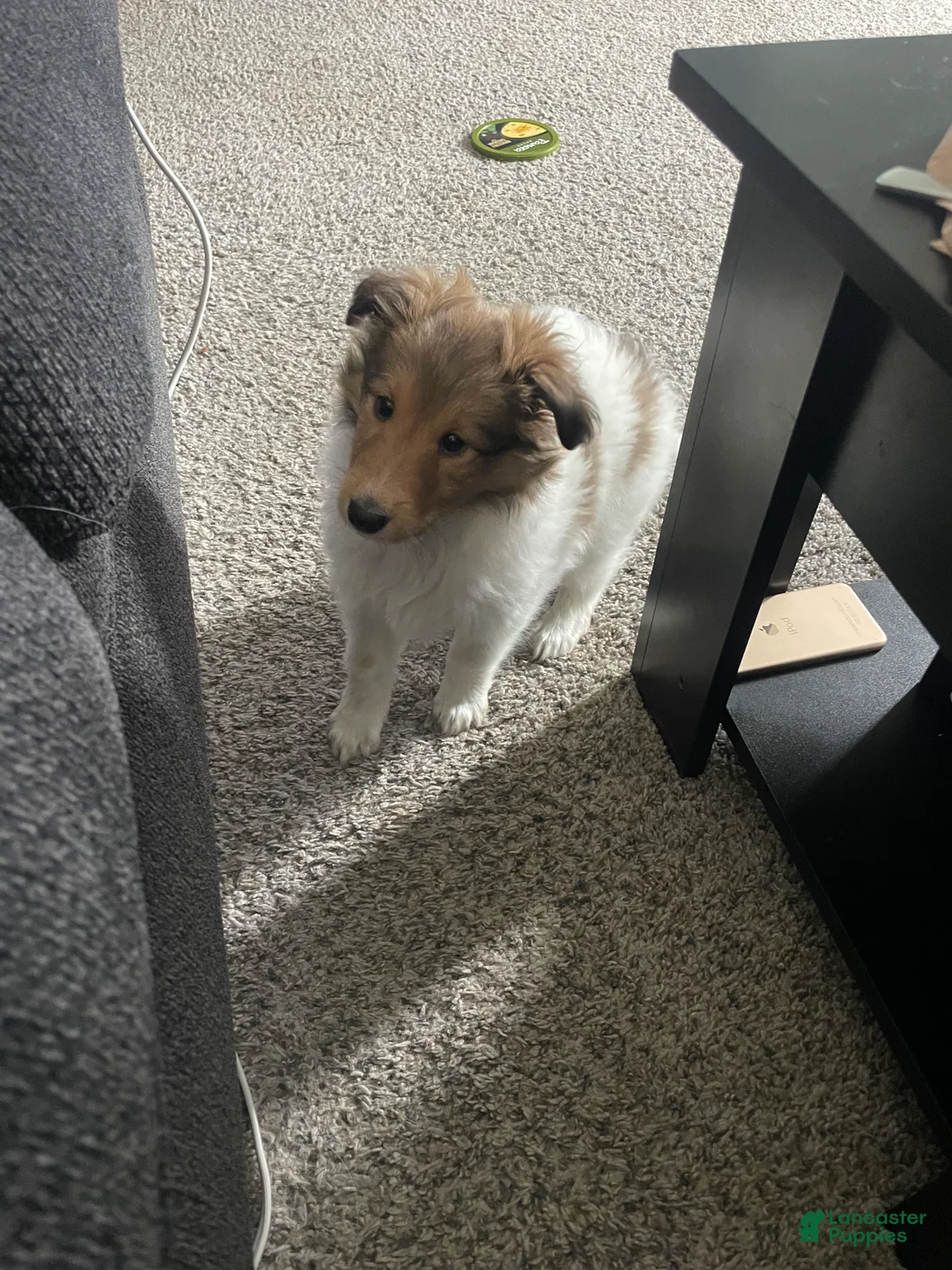 Shetland Sheepdog dogs for sale: Shetland Sheepdog Puppy 1 - Ad 1