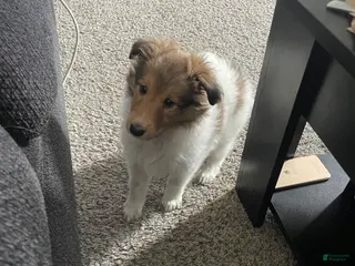 Shetland Sheepdog dogs Shetland Sheepdog Puppy 1 - Ad 25