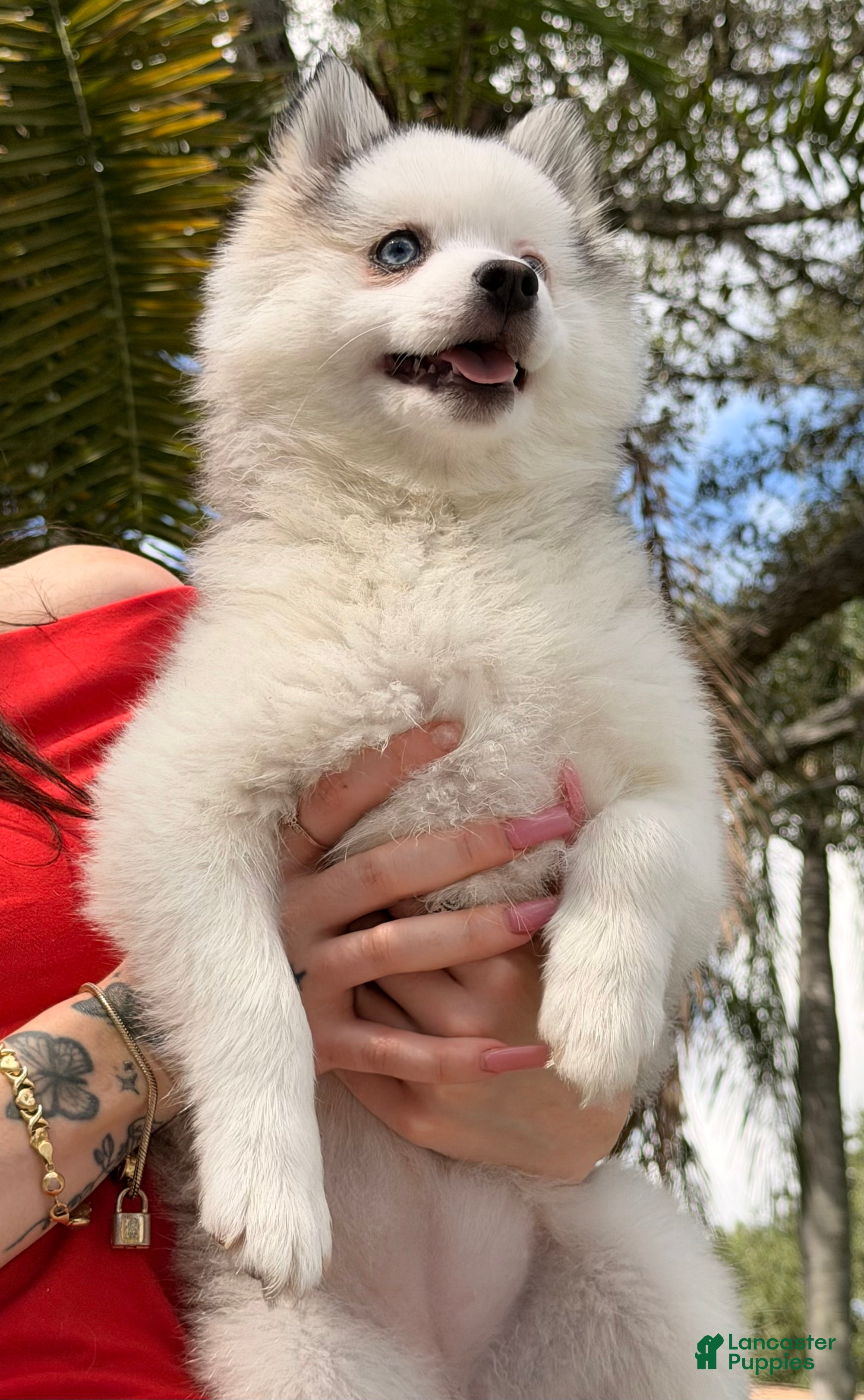 Pomsky dogs S’mores  - Ad 22