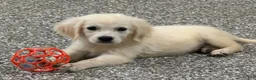 Golden Retriever dogs for sale: Daisy - Ad 1