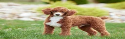 Miniature Poodle dogs for sale: Finley - Ad 6
