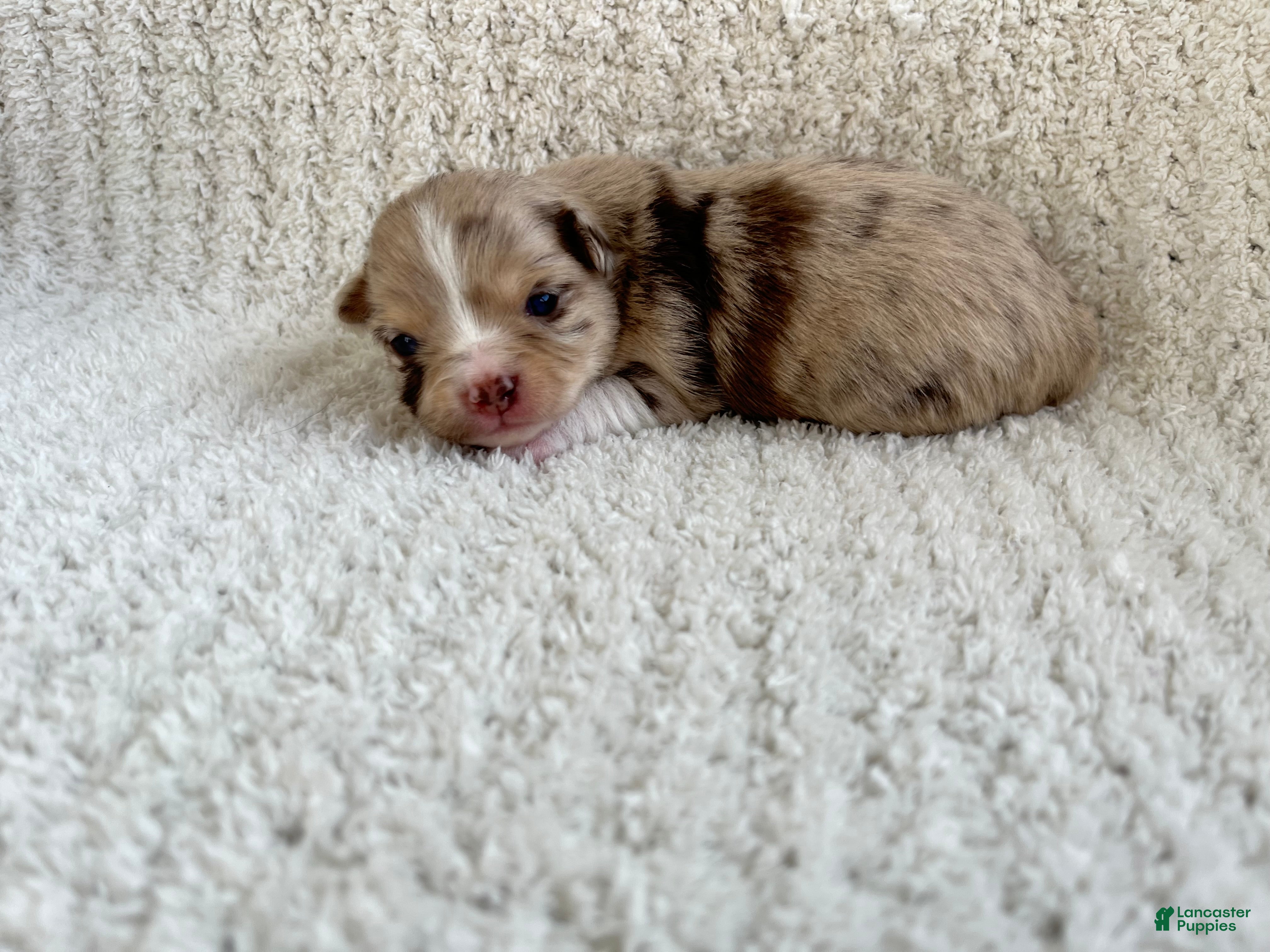 Chihuahua dogs Skylar - Ad 2