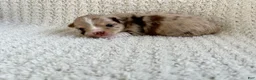 Chihuahua dogs for sale: Skylar - Ad 2