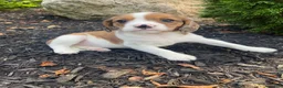 Mixed Breed dogs for sale: Tiffany - Ad 1