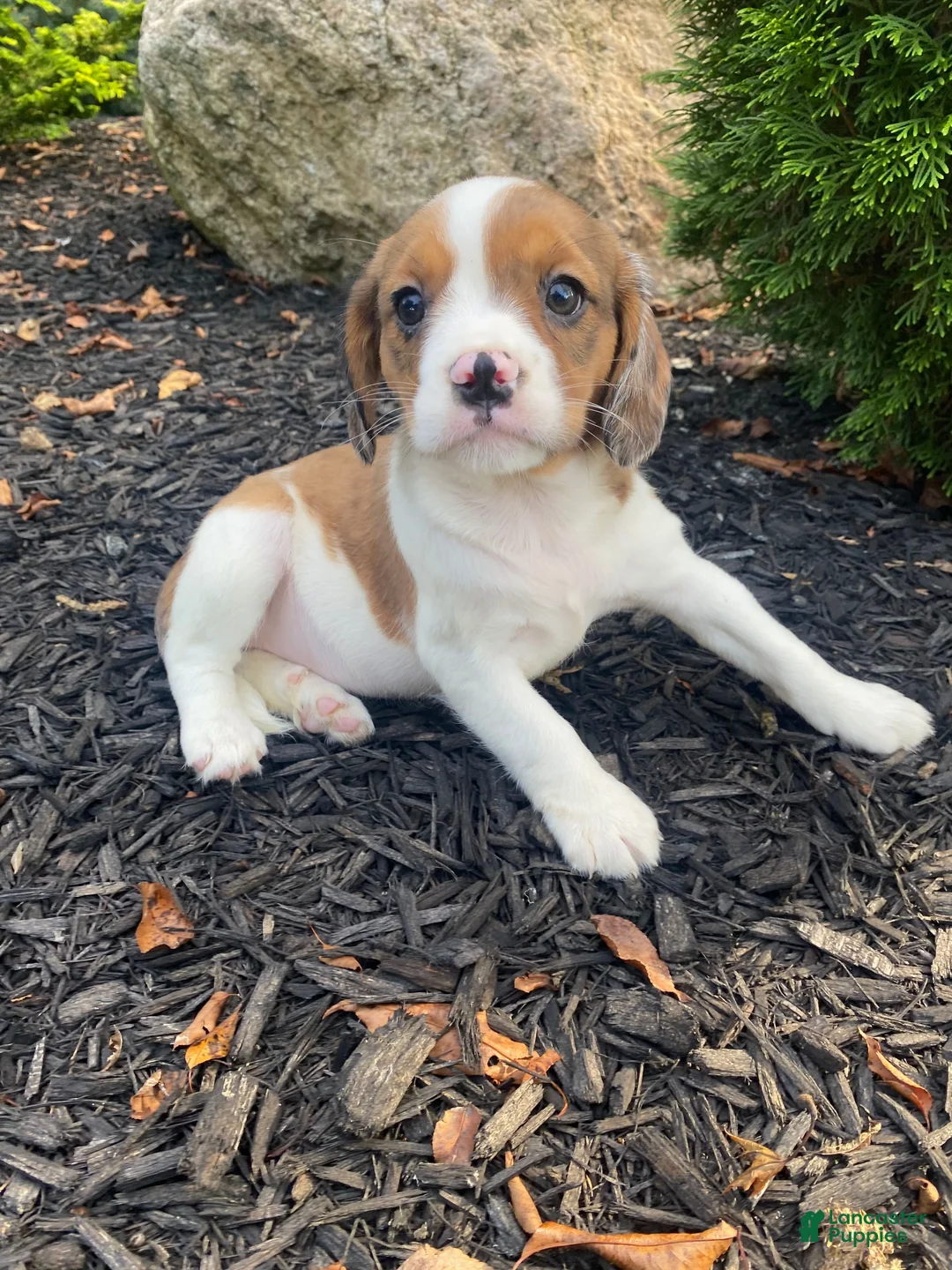 Mixed Breed dogs for sale: Tiffany - Ad 1