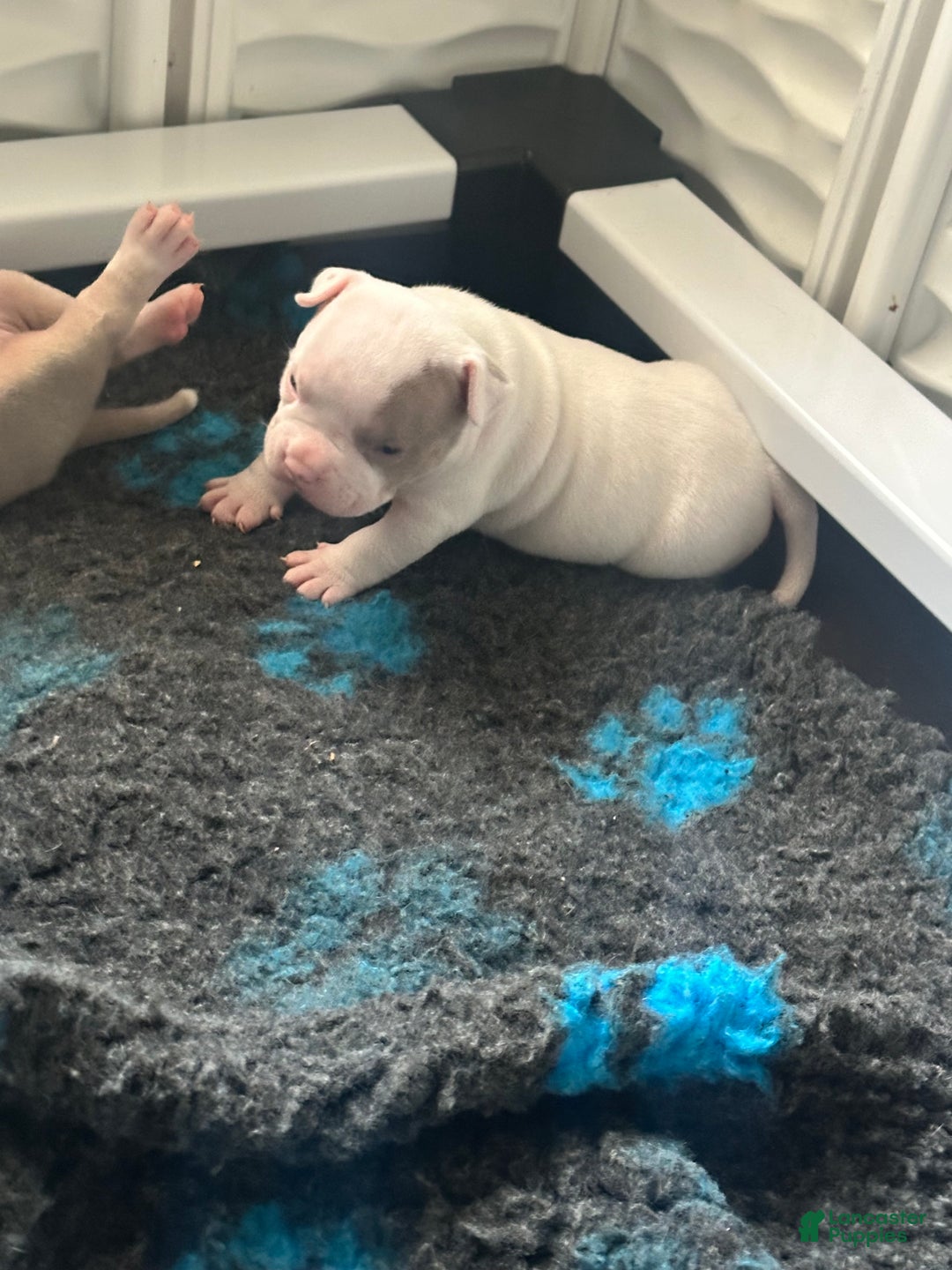 American Bully dogs for sale: American Bully Puppy 2 - Ad 17
