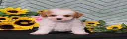 Miniature Poodle dogs for sale: Yoyo - Ad 1
