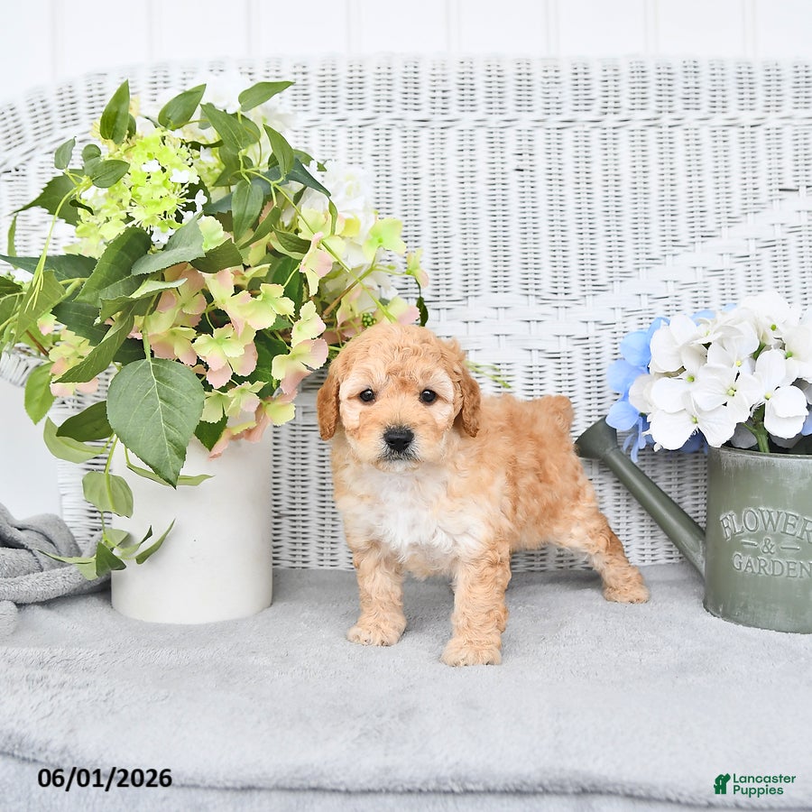 Mini Aussiedoodle dogs Daisy - Ad 2