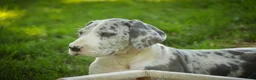 Great Dane dogs for sale: Skye - Ad 6