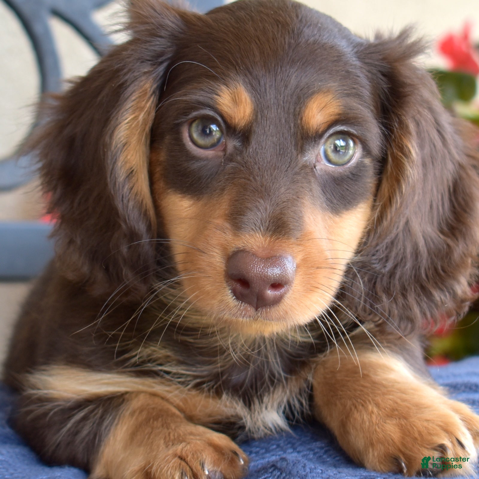 Miniature Dachshund dogs Oliver  - Ad 1