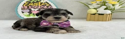 Miniature Schnauzer dogs for sale: Bleu Female 1 Blue Eyes - Ad 2
