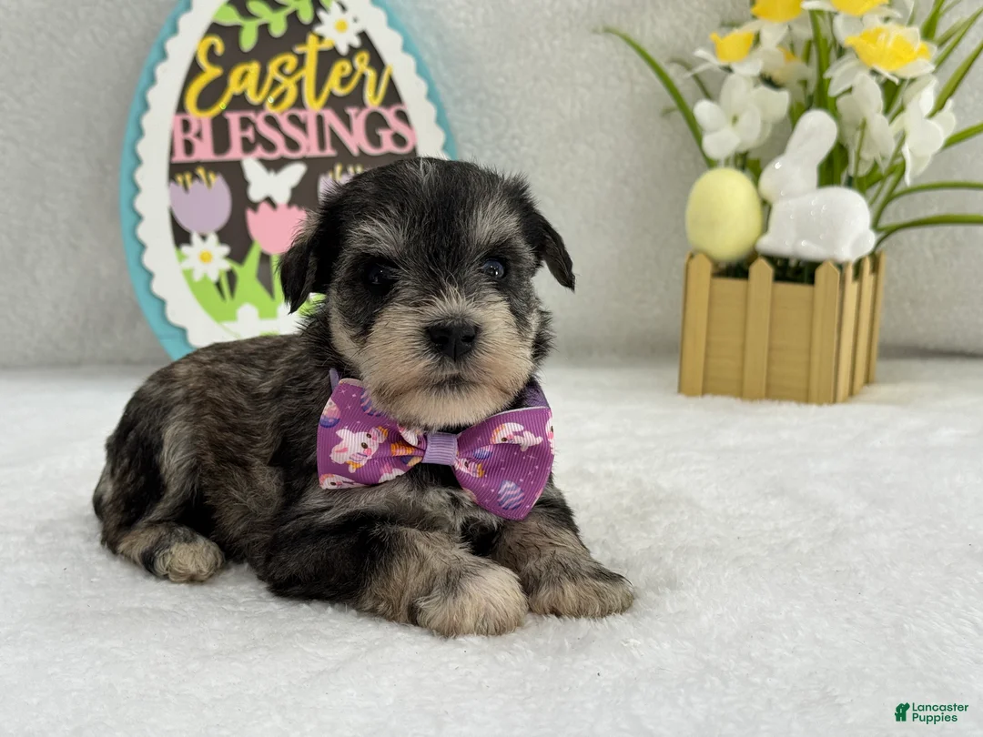 Miniature Schnauzer dogs for sale: Bleu Female 1 Blue Eyes - Ad 2