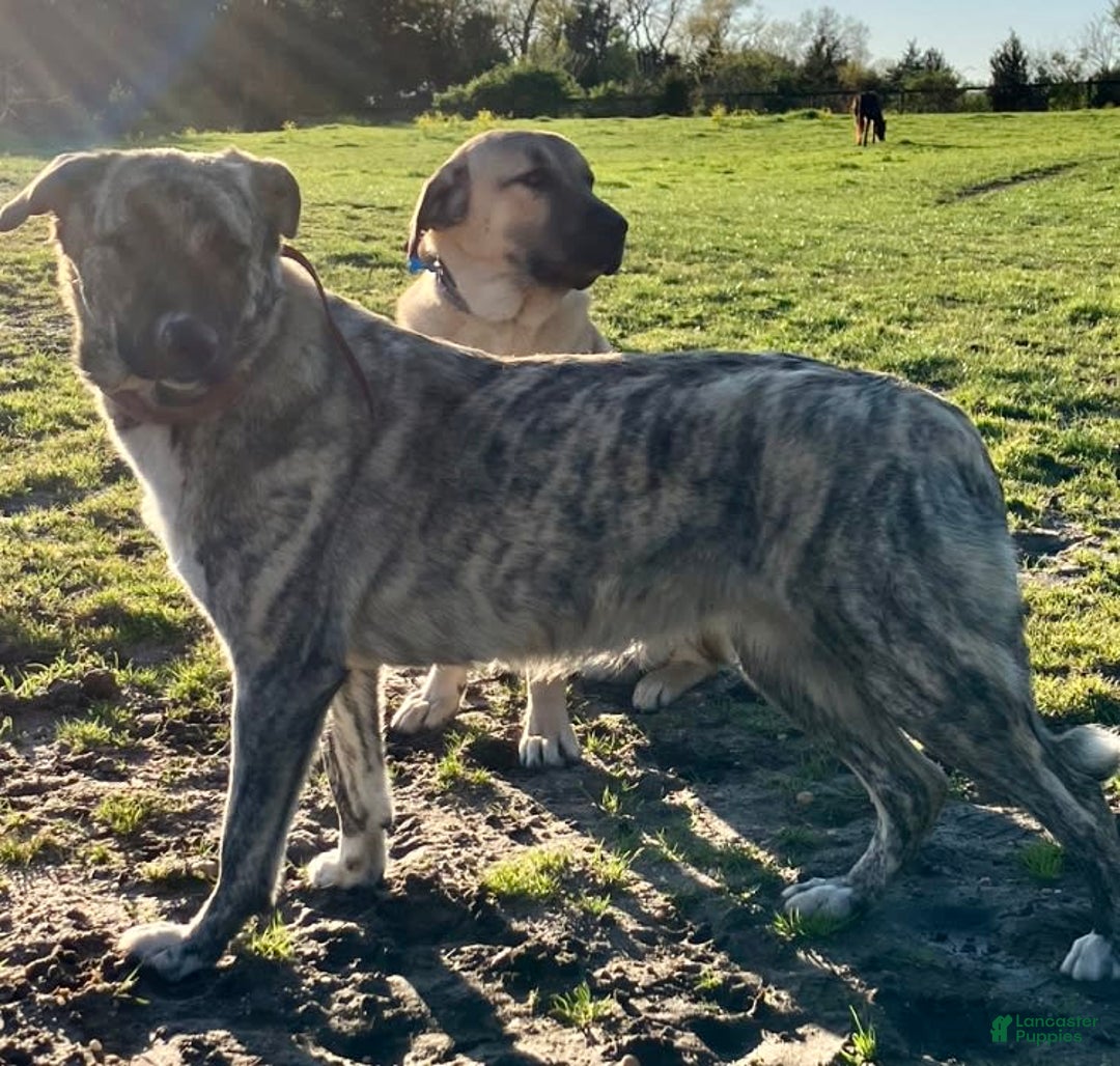 Gallery Image {{count}}