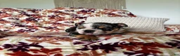 English Bulldog dogs for sale: English Bulldog 4 - Ad 6
