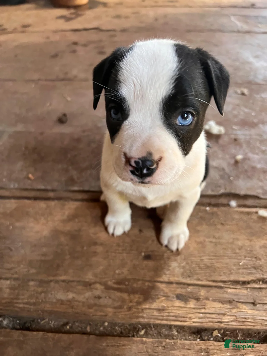 Mixed Breed dogs for sale: Mixed Breed Puppy 1 - Ad 11