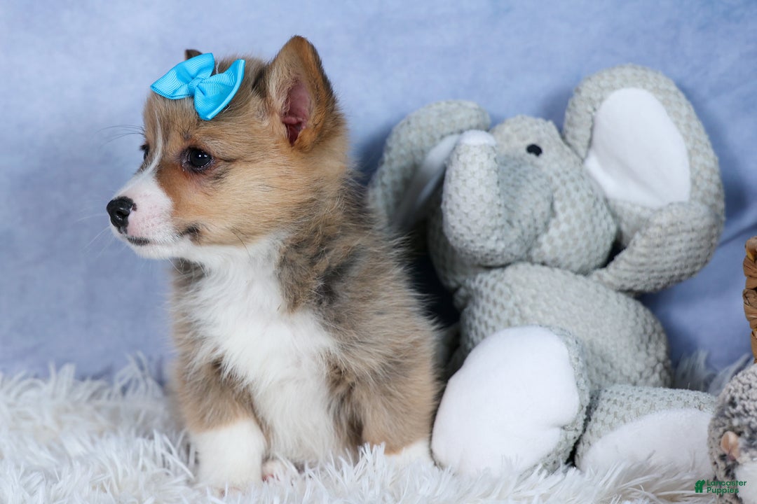 Welsh Corgi Pembroke dogs for sale: Ace - Ad 10