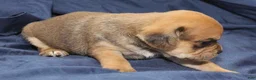 Puggle dogs for sale: Chewy - Ad 4