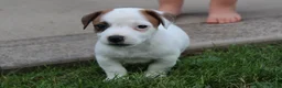 Jack Russell Terrier dogs for sale: Bandit - Ad 3