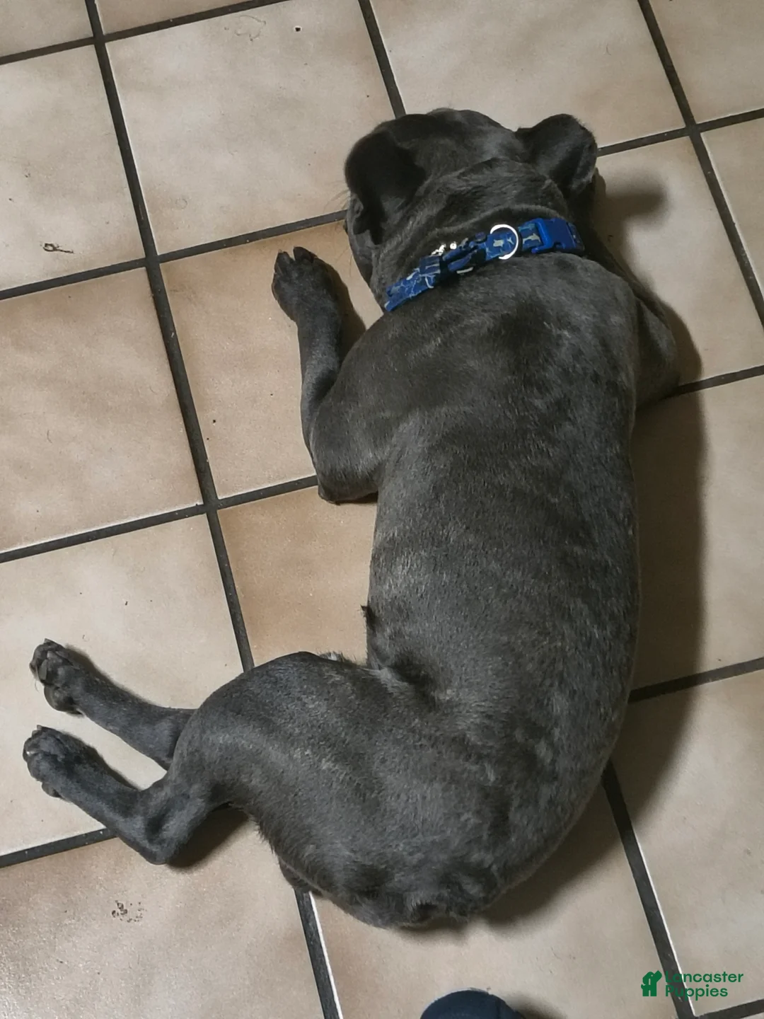 French Bulldog dogs for sale: French Bulldog Puppy 1 - Ad 2