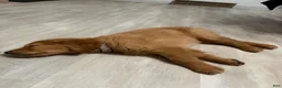 Golden Retriever dogs for sale: Prince - Ad 28