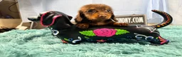 Miniature Dachshund dogs for sale: Champion bred long coat girl - Ad 5