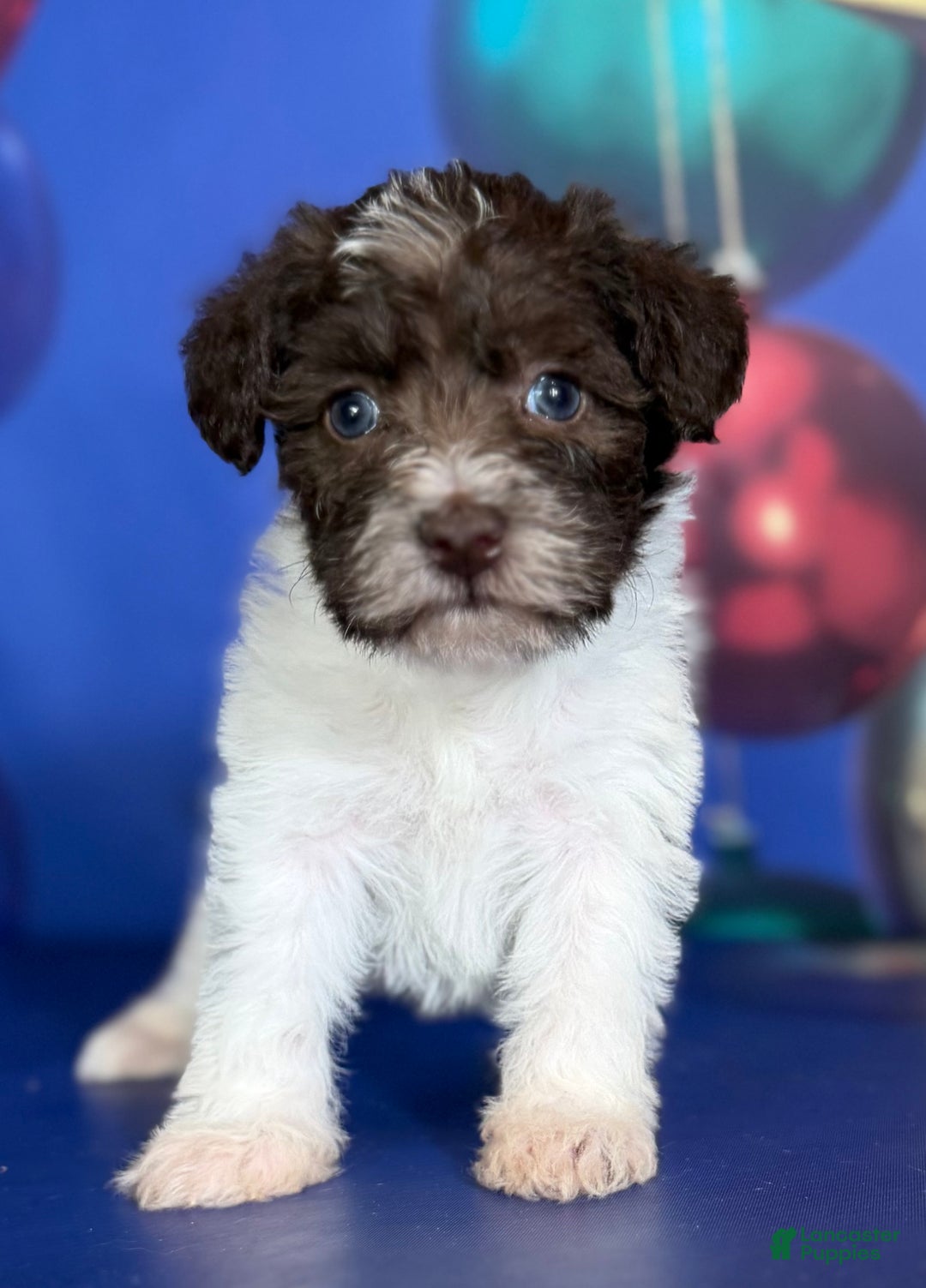 Mixed Breed dogs for sale: Brandy - Ad 3