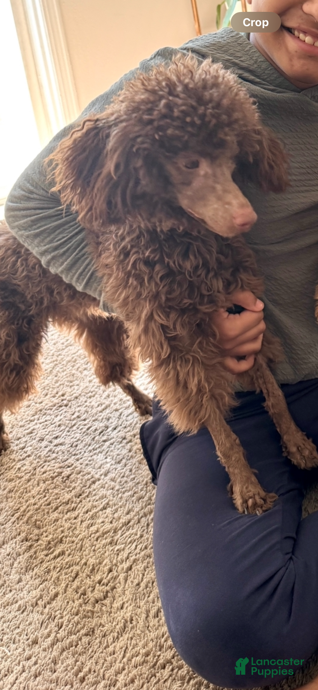 Miniature Poodle dogs for sale: Bodie - Ad 3