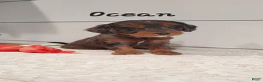 Ocean