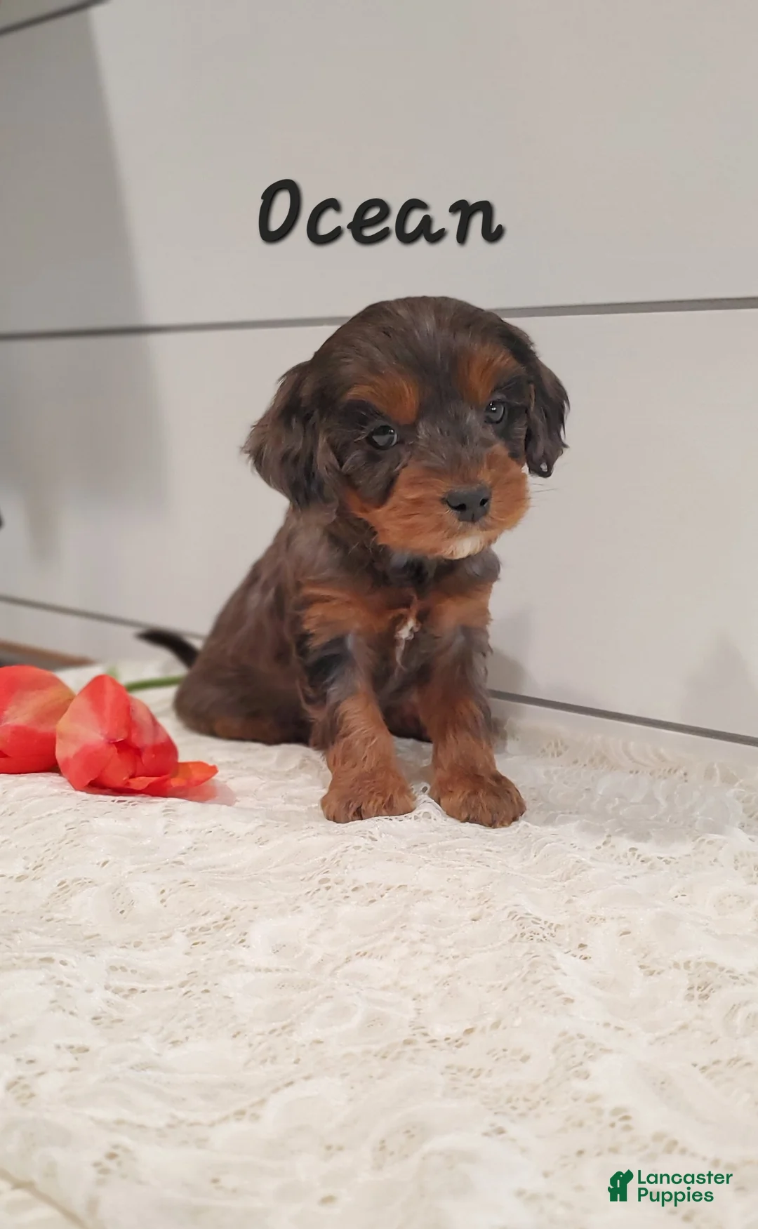 Cavapoo dogs for sale: Ocean - Ad 1