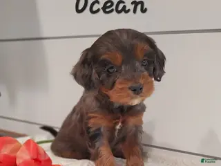 Cavapoo dogs Ocean - Ad 42