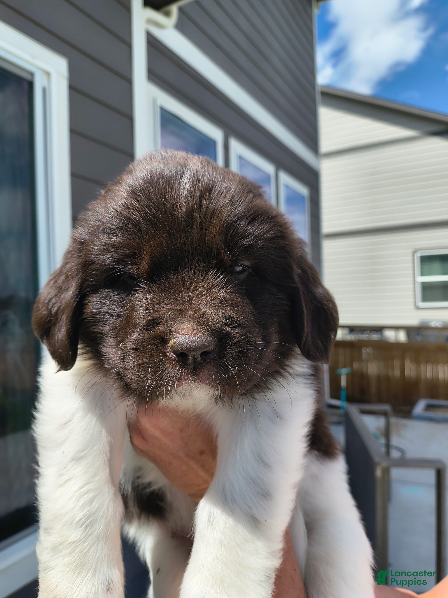 Newfoundland dogs Talia (red collar) - Ad 1