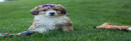 Corgipoo dogs for sale: NELLY - Ad 19