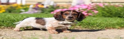 Dachshund dogs for sale: Alex - Ad 5