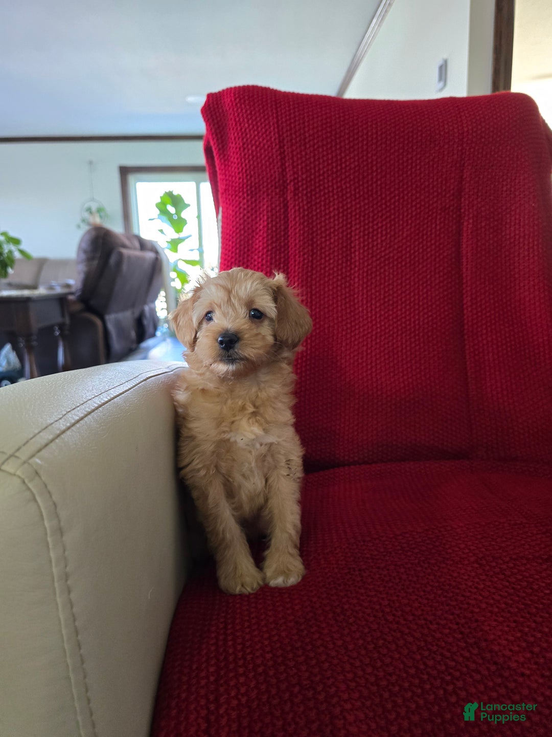 Mini Goldendoodle dogs for sale: Mini Goldendoodle Puppy 1 - Ad 3