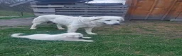 Great Pyrenees dogs for sale: Great Pyrenees 4 - Ad 2