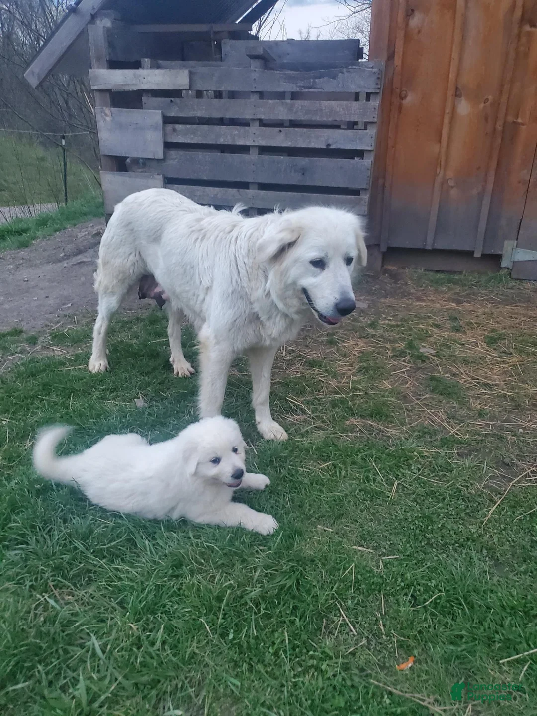Great Pyrenees dogs for sale: Great Pyrenees 4 - Ad 2