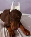 Doberman Pinscher Puppy 1