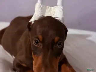 Doberman Pinscher dogs Doberman Pinscher Puppy 1 - Ad 4