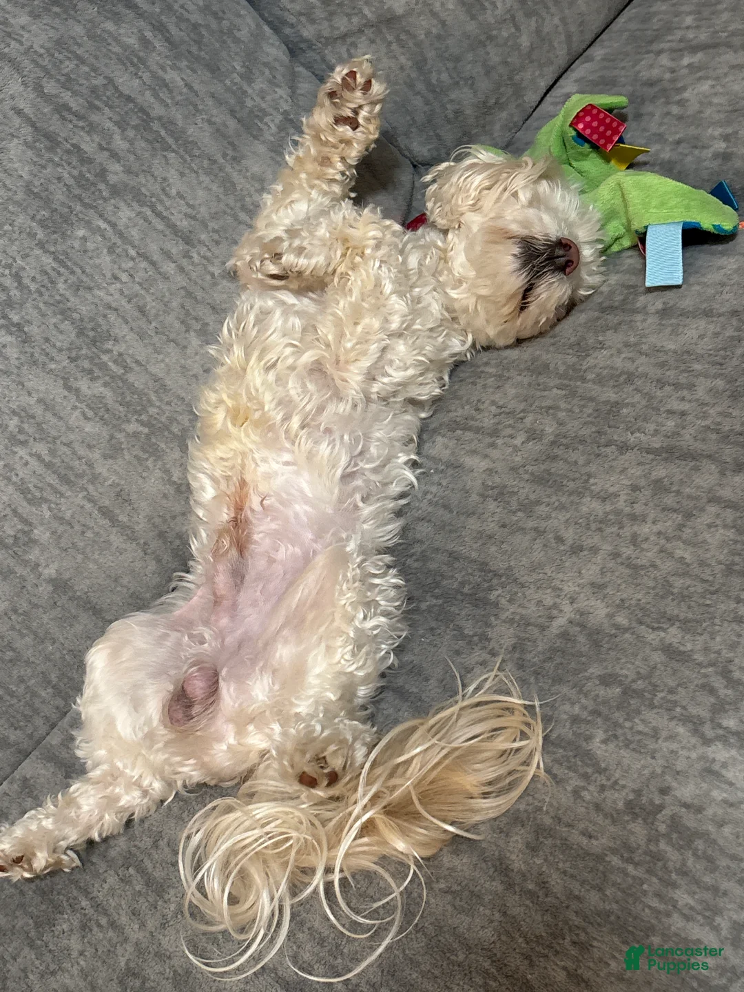 Toy Poodle dogs for stud: Toy Poodle Stud - Ad 4