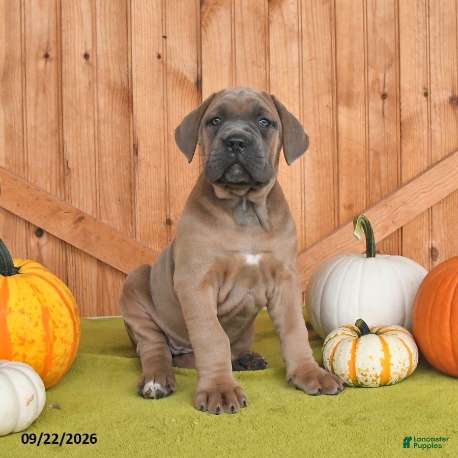 Cane Corso dogs Claire - Ad 2