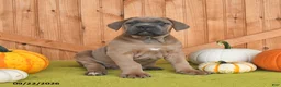 Cane Corso dogs for sale: Claire - Ad 2