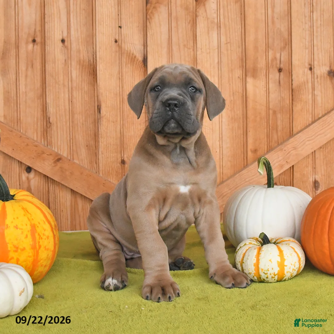 Cane Corso dogs for sale: Claire - Ad 2