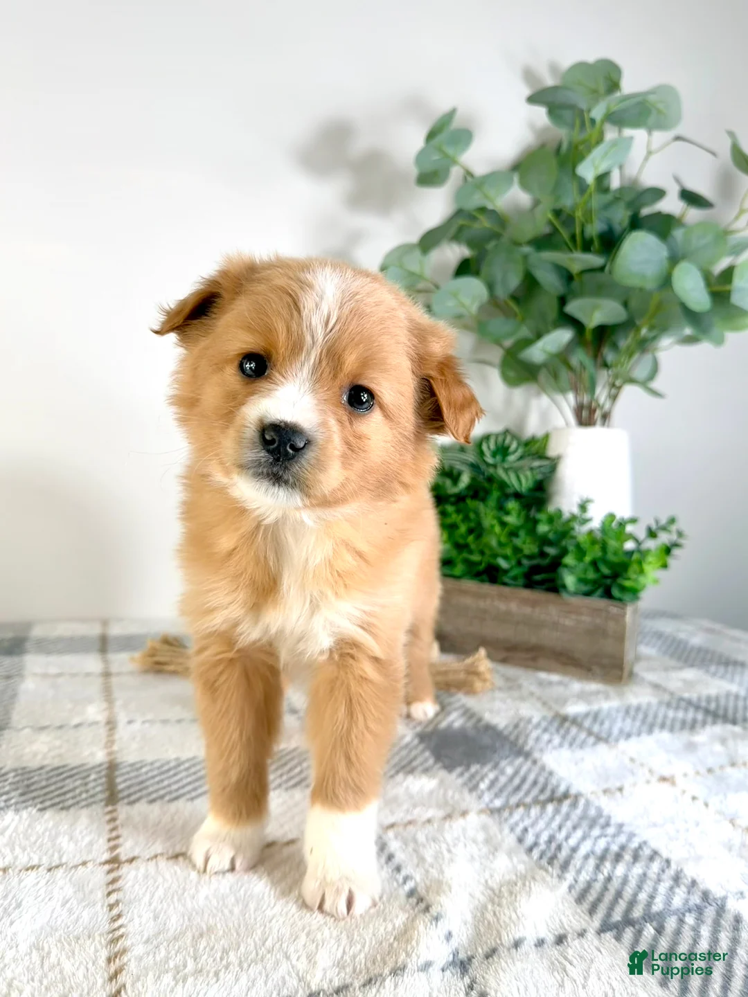 Mixed Breed dogs for sale: Cinnamon - Ad 4