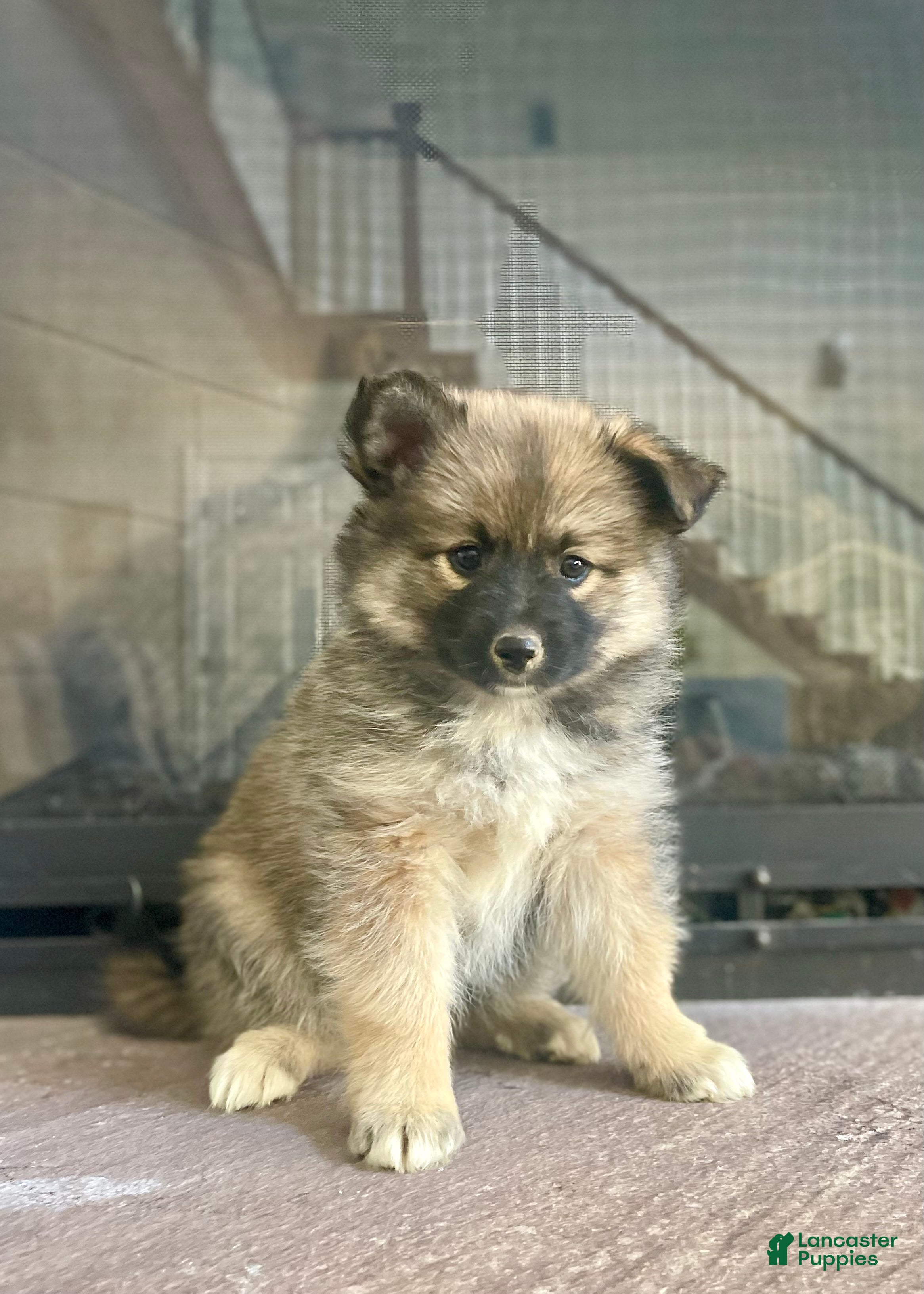 Pomsky dogs Clay - Ad 2