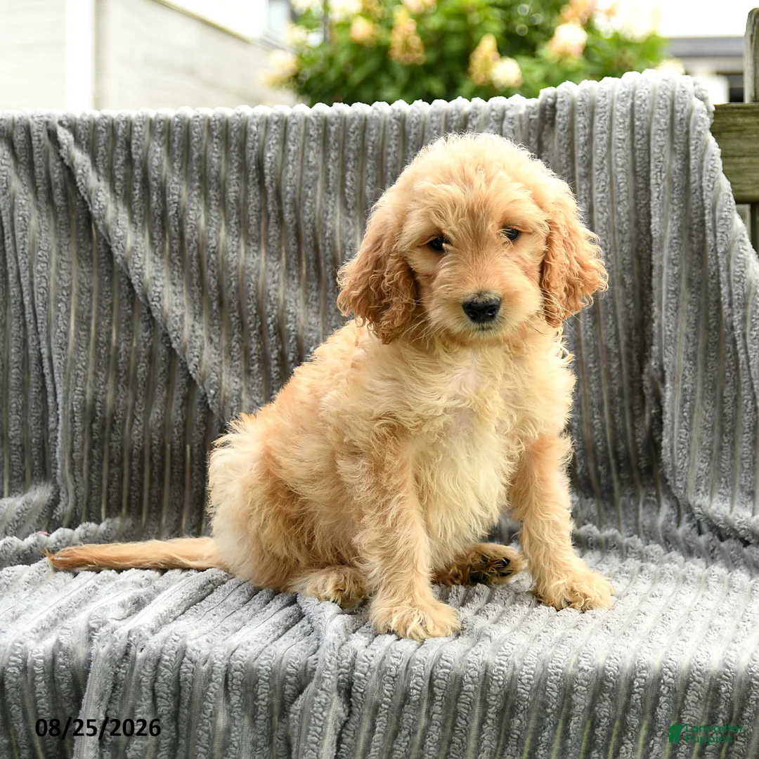 Goldendoodle dogs for sale: Finnie - Ad 5