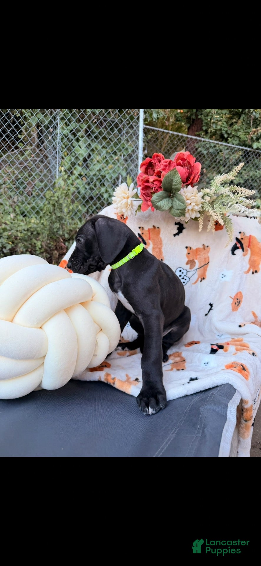 Great Dane dogs Great Dane 2 - Ad 3